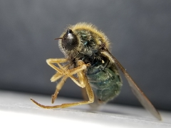 Eulonchus sapphirinus