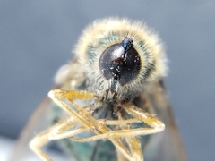 Eulonchus sapphirinus