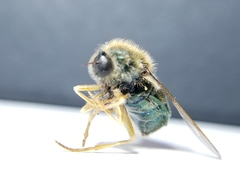 Eulonchus sapphirinus