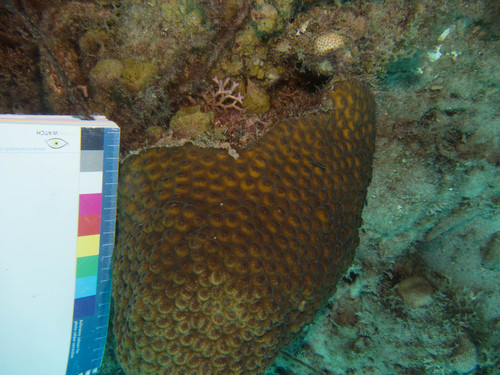 Montastraea cavernosa