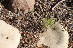 Trachylepis capensis