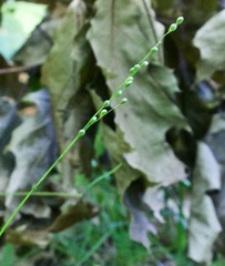 Dichanthelium xanthophysum