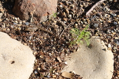 Trachylepis capensis