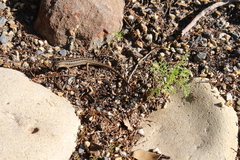 Trachylepis capensis