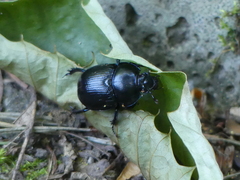 Anoplotrupes stercorosus