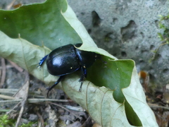Anoplotrupes stercorosus