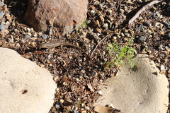 Trachylepis capensis