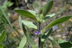 Trichostema oblongum