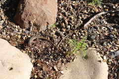 Trachylepis capensis
