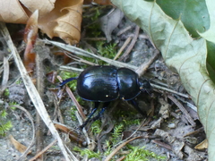 Anoplotrupes stercorosus