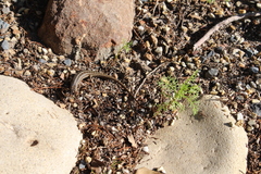 Trachylepis capensis