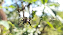 Micrathena raimondi