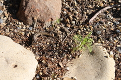 Trachylepis capensis