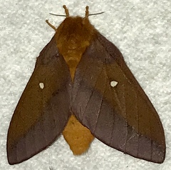 Anisota virginiensis