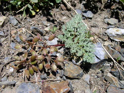 Red-fruited Lomatium (Lomatium erythrocarpum)