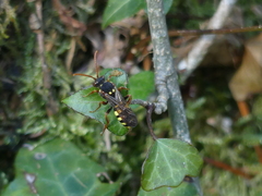 Nomada marshamella