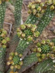 (c) Brian du Preez, some rights reserved (CC BY-SA) Euphorbia inermis, photograph (c) Brian du Preez, some rights reserved (CC BY-SA)