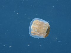 Linuche aquila