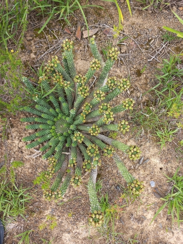 Euphorbia inermis, photograph 2