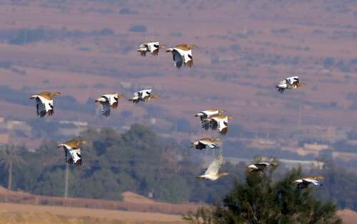 Little Bustard