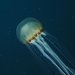 Malaysian Sea Nettle - Photo (c) krkzv, some rights reserved (CC BY-NC), uploaded by krkzv