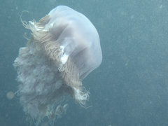 Cyanea nozakii