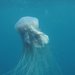 Ghost Jelly - Photo (c) krkzv, some rights reserved (CC BY-NC), uploaded by krkzv