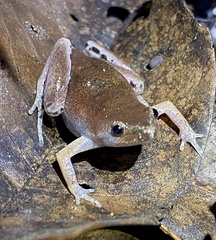 Eyebrowed Humming Frog photo 3