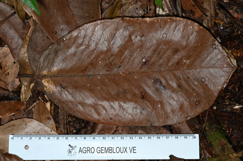 Couratari guianensis - Whole tree