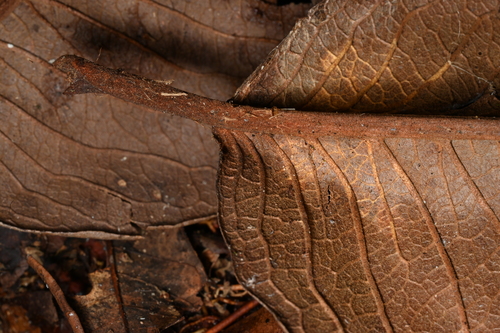 Couratari guianensis - Whole tree