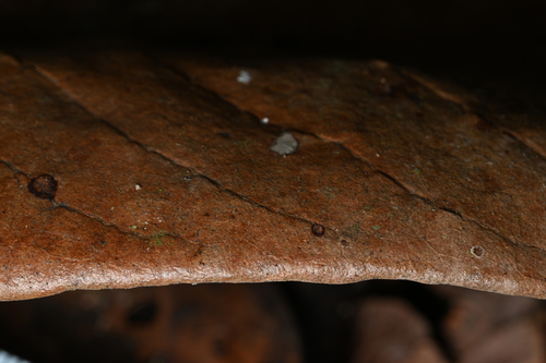 Couratari guianensis - Whole tree
