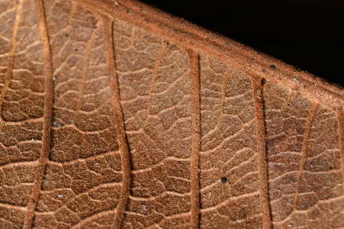 Couratari guianensis - Leaves