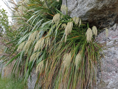 Image of Chionochloa flavicans by (c) John Barkla, some rights reserved (CC BY)