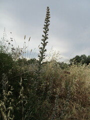 Boissier's Viper's-bugloss (Echium boissieri)