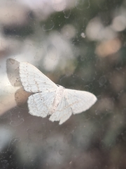 Idaea tacturata