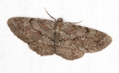 Iridopsis vellivolata
