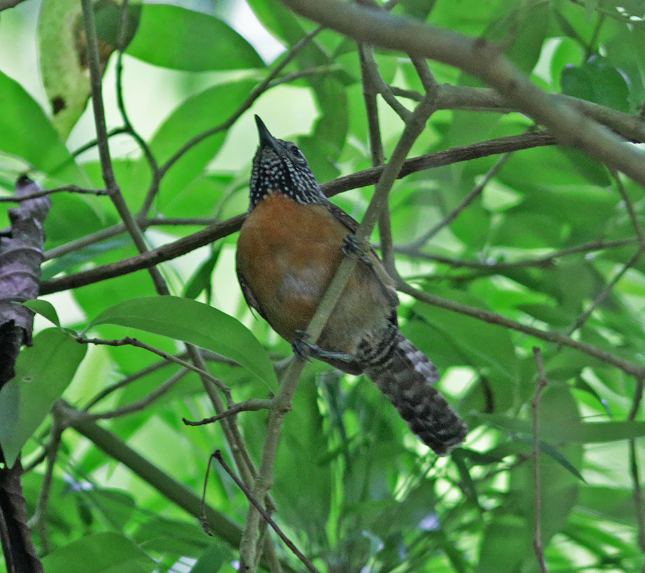 Stripe-Throated Wren