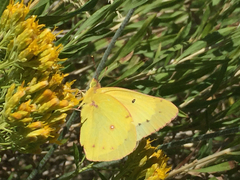 Colias philodice eriphyle