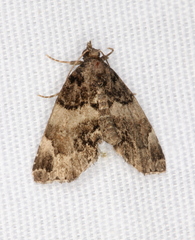 Cutina distincta