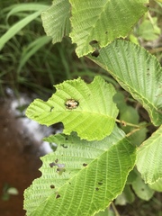 Calligrapha confluens