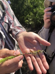 Arceuthobium pusillum