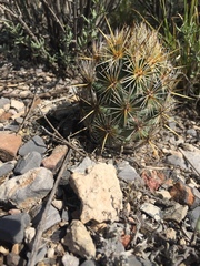 Coryphantha glanduligera