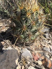 Coryphantha glanduligera