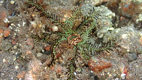 Tiaramedon spinosum observed 2024-09-28