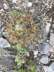 Coryphantha glanduligera