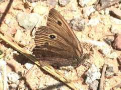 Cercyonis oetus