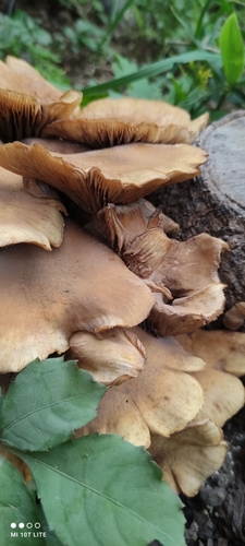 Armillaria mellea
