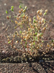 Arenaria serpyllifolia