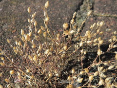 Arenaria serpyllifolia