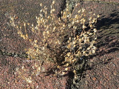 Arenaria serpyllifolia